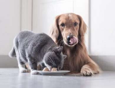 Pet Foods -1 -390x298